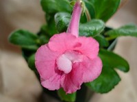 Sinningia 'Freida' Sinningia 'Freida'